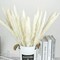 30 Pampas Natural Dried Stems for Stylish Bouquets & Home Decor